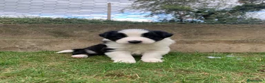 Border Collie 4