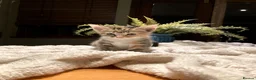 Mixed Breed cats for sale: New batch of Cuties in Basingstoke - Advert 24