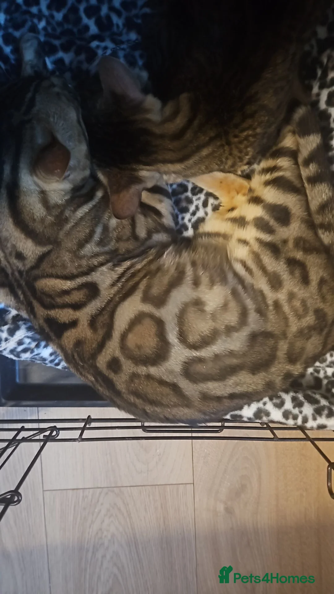 Bengal cats for sale: Bengal Cat - Advert 2