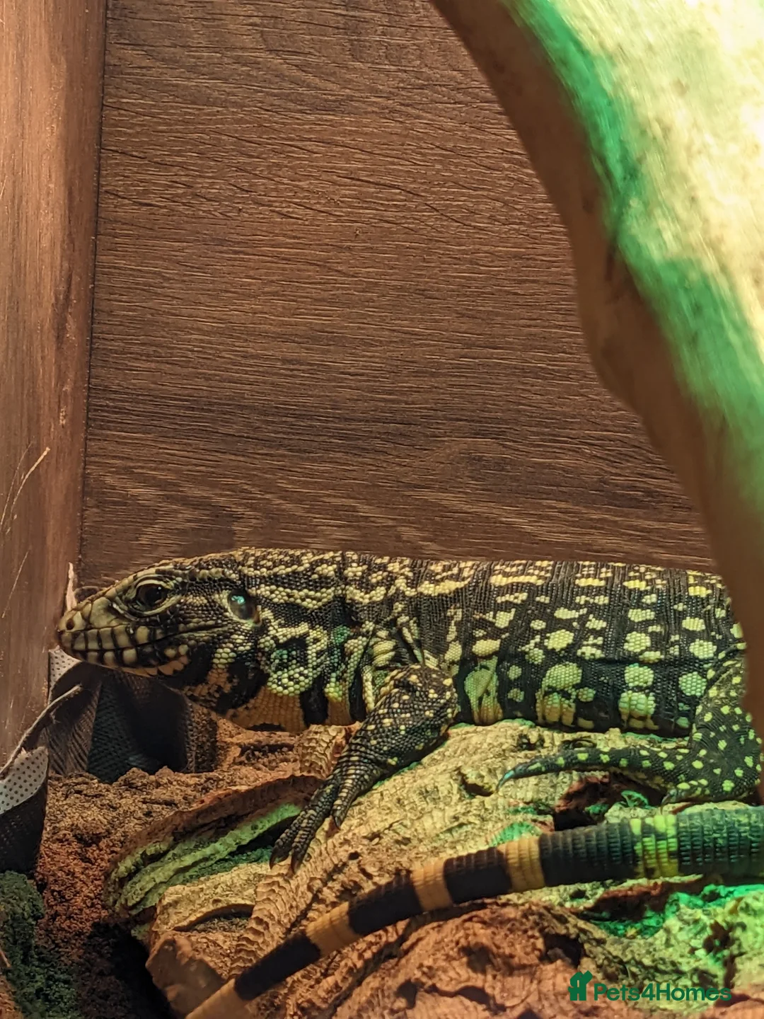 Lizard reptiles for sale: Argentinian black and white tegu - Advert 1