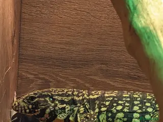 Lizard reptiles Argentinian black and white tegu - Advert 12