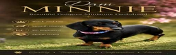 Miniature Dachshund dogs for sale: 🩷Pedigree KC Registered Miniature Dachshunds🩷 - Advert 3