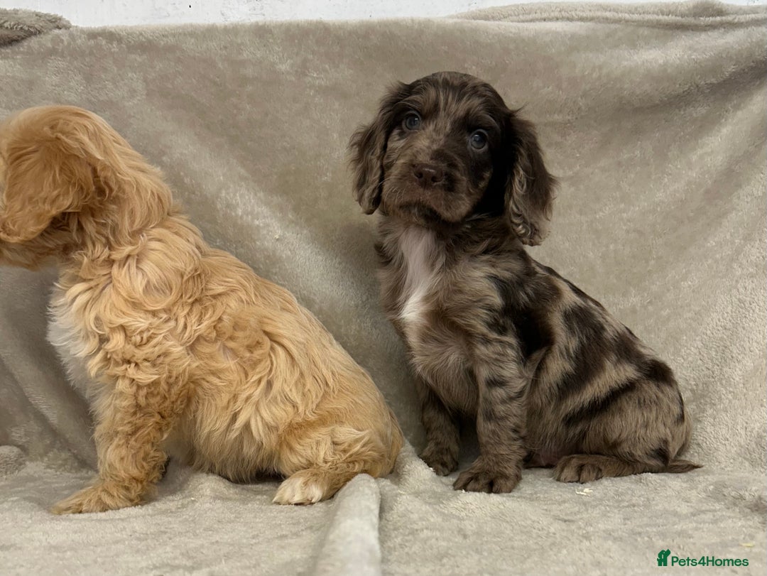 Cockapoo dogs for sale: Stunning cockapoo puppies  - Advert 7