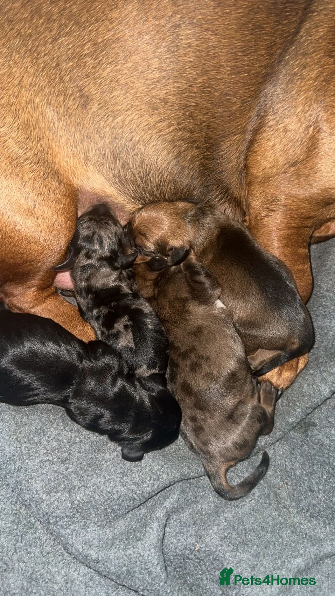 Dachshund dogs for stud: Miniature silver dapple at stud  in Darvel - Advert 6