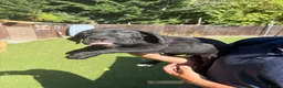 Cane Corso dogs for sale: Cane corso puppies - Advert 38