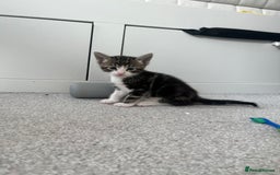 Mixed Breed cats for sale: 8 Gorgeous kittens looking for their forever homes - Image 6