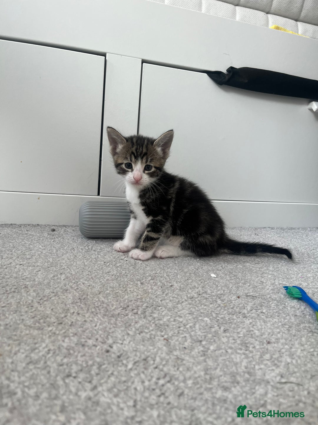 Mixed Breed cats for sale: 8 Gorgeous kittens looking for their forever homes - Image 6