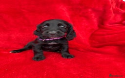 Cocker Spaniel dogs for sale: Working cocker spaniel puppies - Only 3x pups left - Image 26