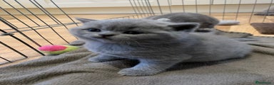 British Shorthair Kitten 1