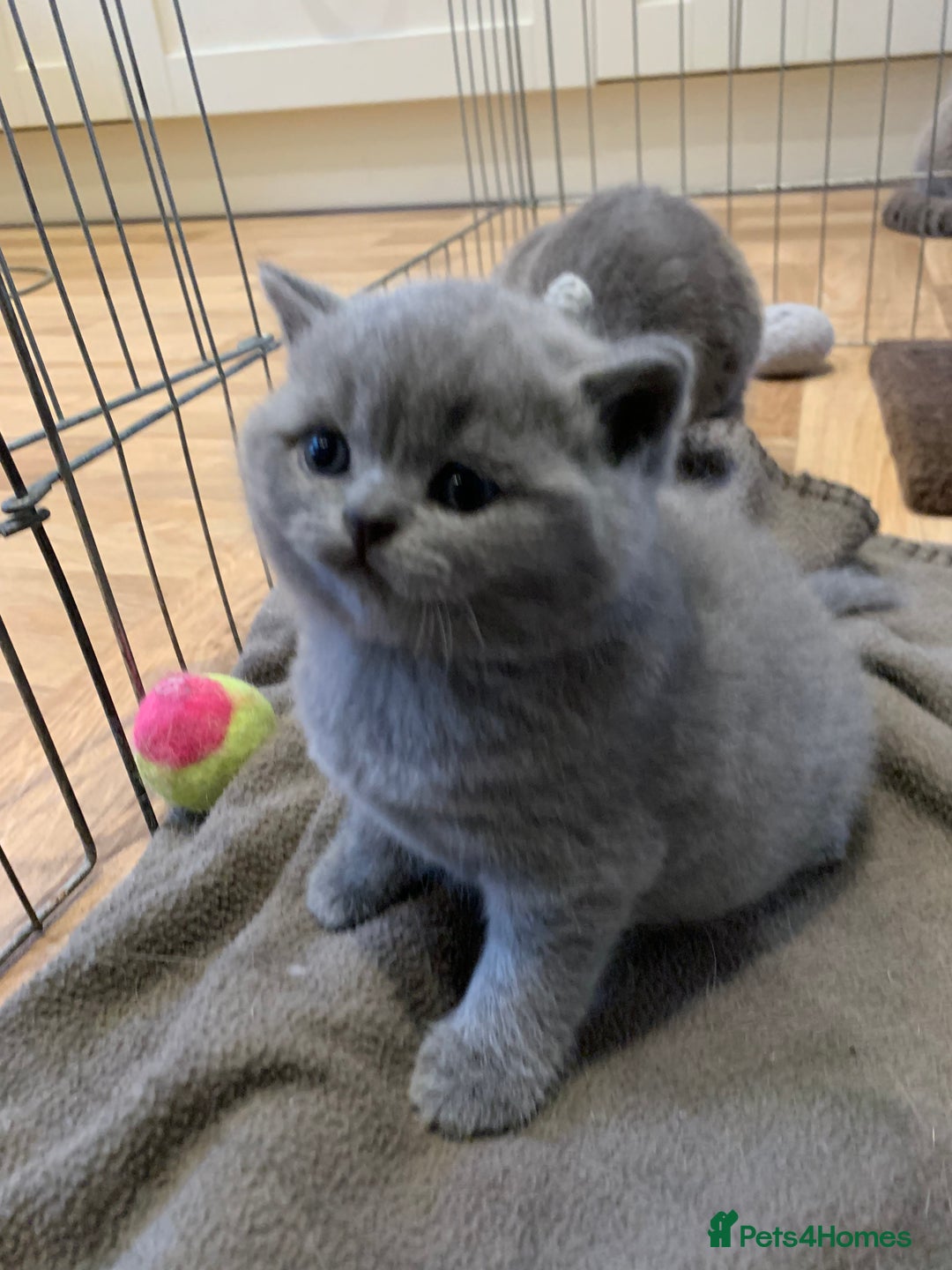 British Shorthair cats for sale: 1 Boy Left-GCCF Pedigr Pure Blue British Shorthair - Image 25