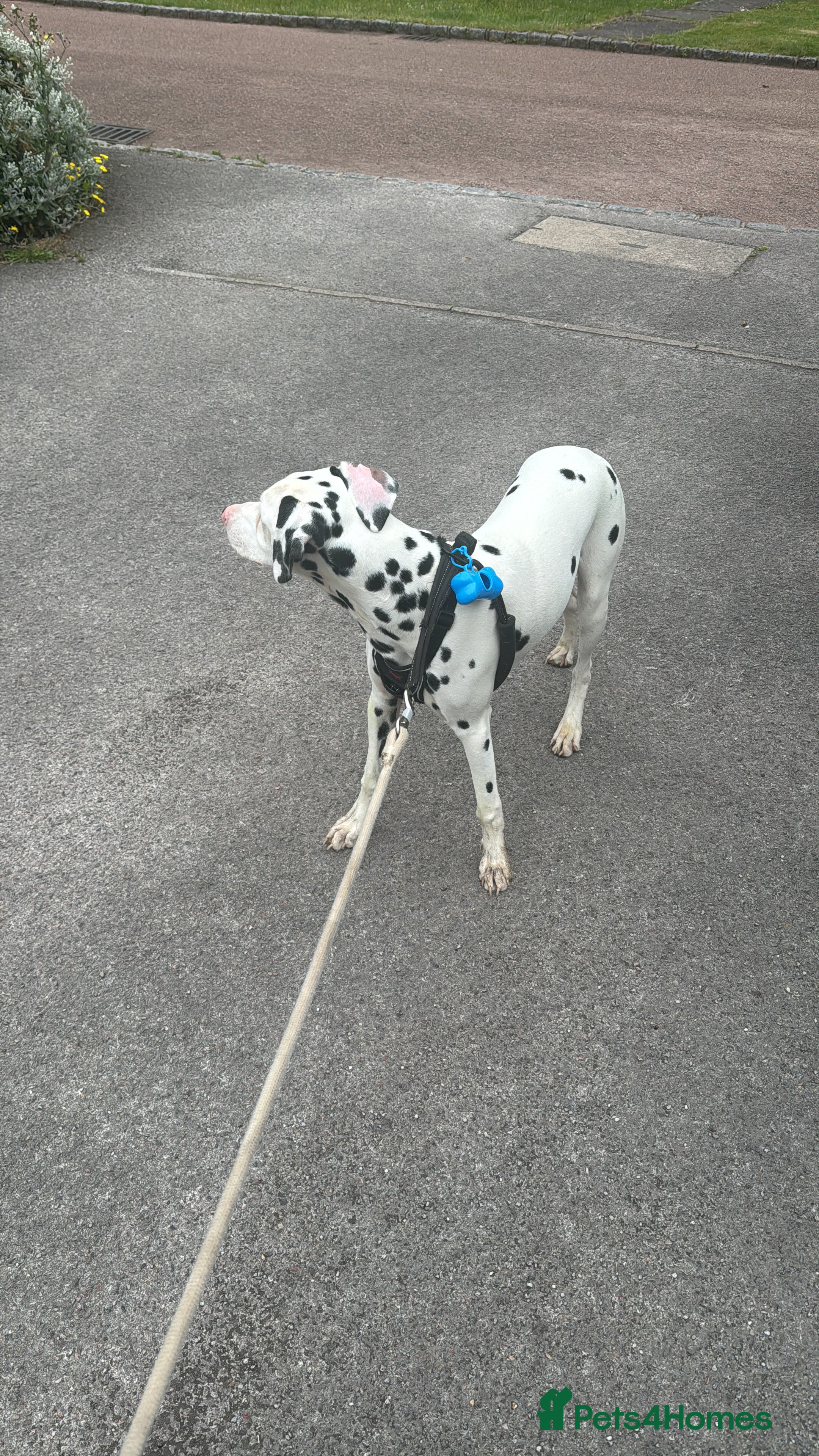 Dalmatian dogs Dalamatian puppy for sale  - Advert 4