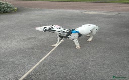 Dalmatian dogs for sale: Dalamatian puppy for sale  - Image 1