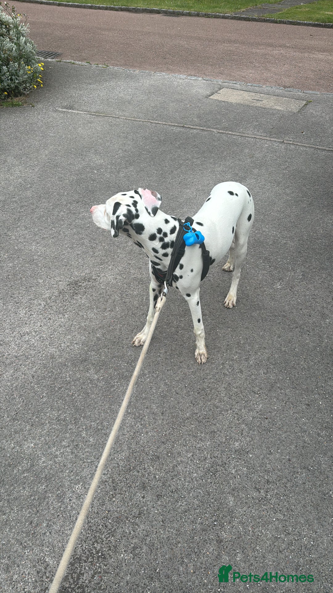 Dalmatian dogs for sale: Dalamatian puppy for sale  - Image 1