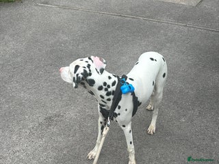 Dalmatian dogs - Advert 25