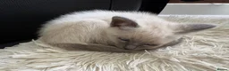 Mixed Breed cats for sale: Female Siamese/Ragdoll x Birman in Shrewsbury - Advert 4