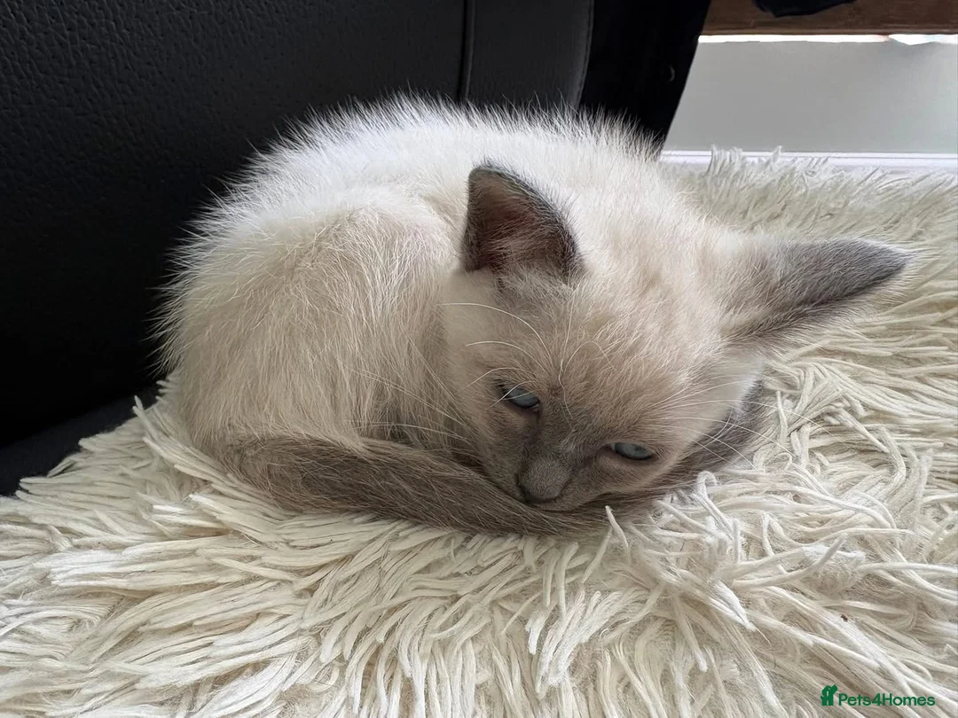 Mixed Breed cats for sale: Female Siamese/Ragdoll x Birman in Shrewsbury - Advert 4