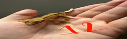 Gecko reptiles for sale: 12 x Crested Gecko babies - Advert 13