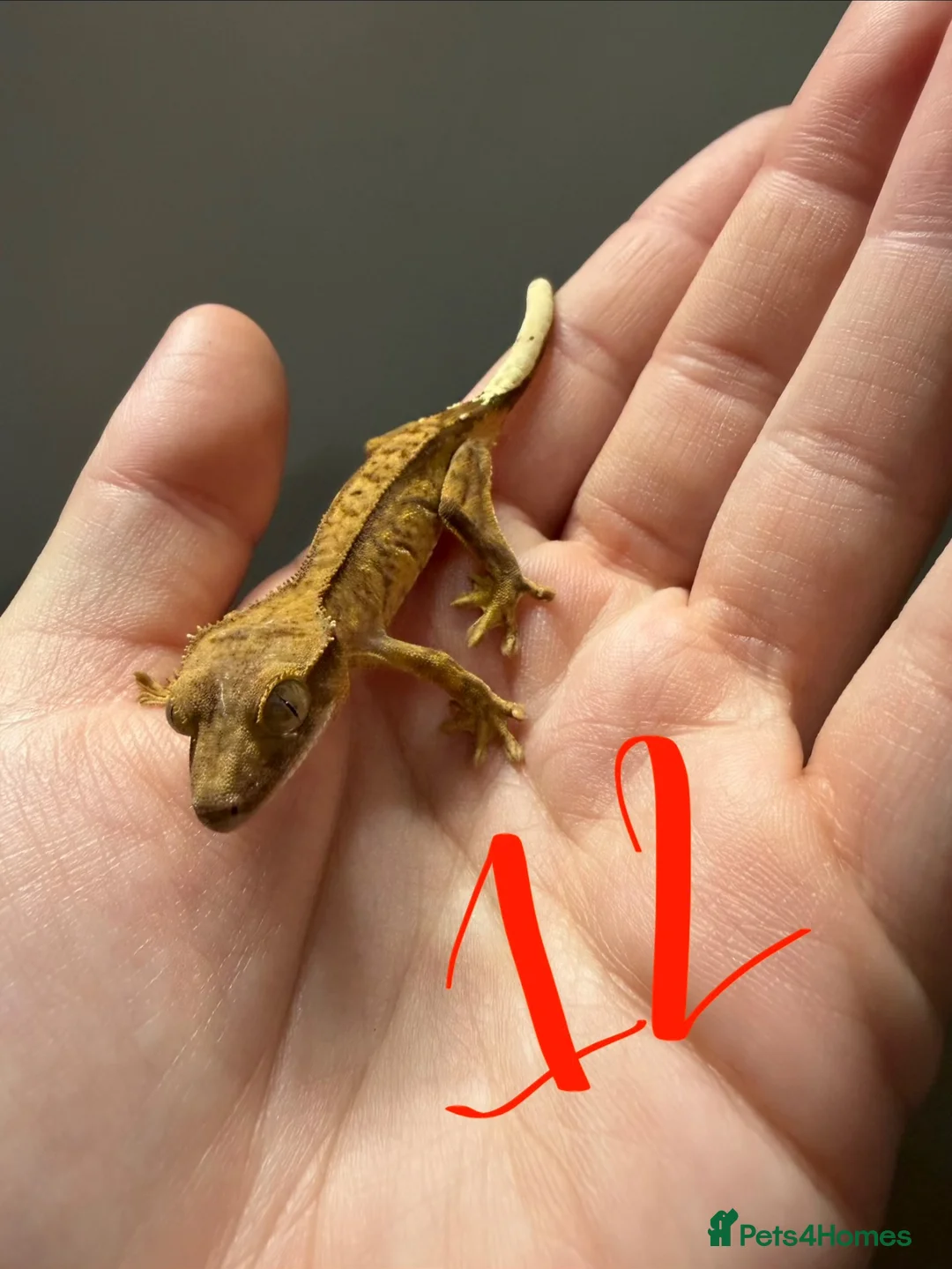 Gecko reptiles for sale: 12 x Crested Gecko babies - Advert 13