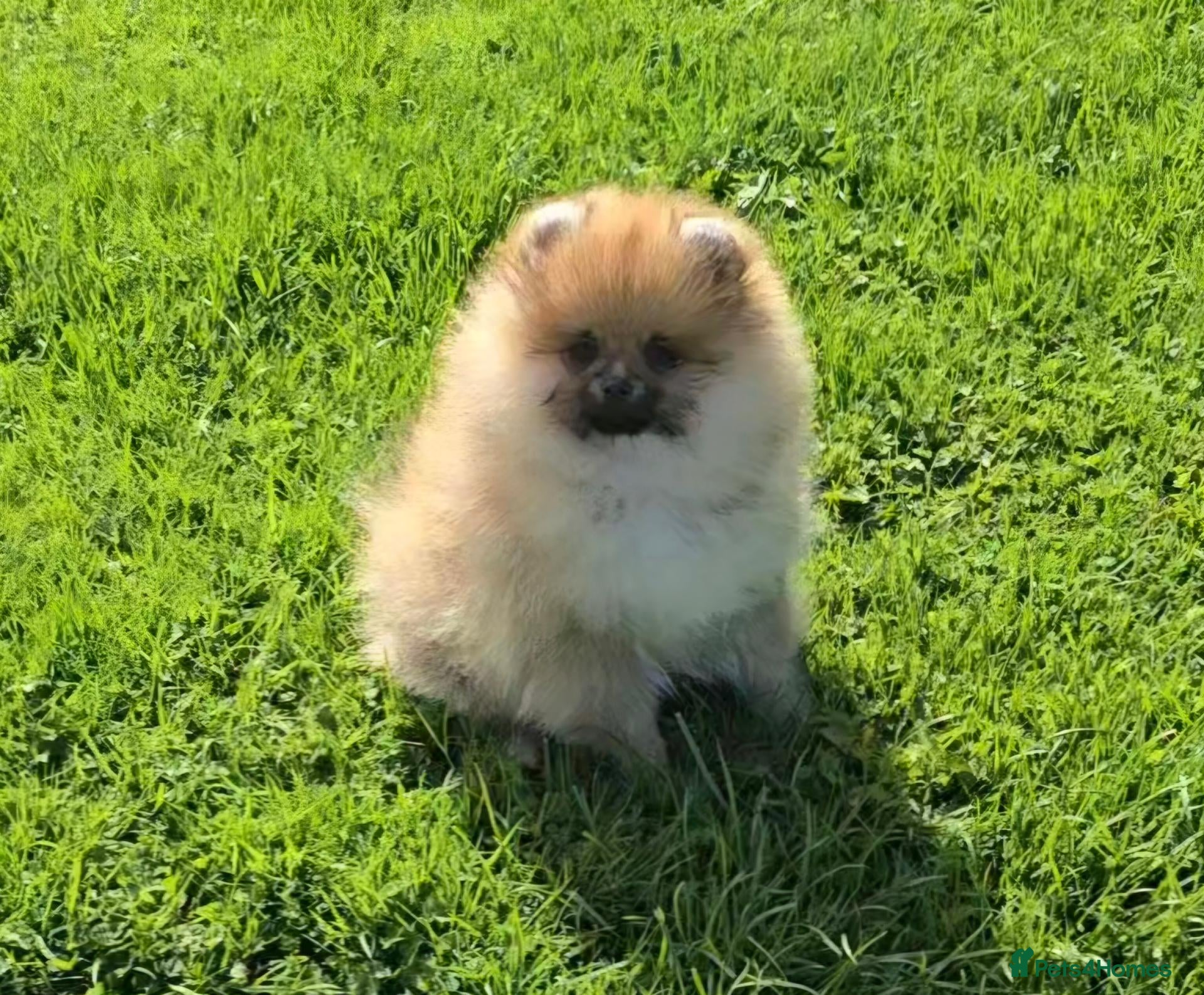 Pomeranian dogs *Beautiful dna clear pedigree girl pomeranian* - Advert 1
