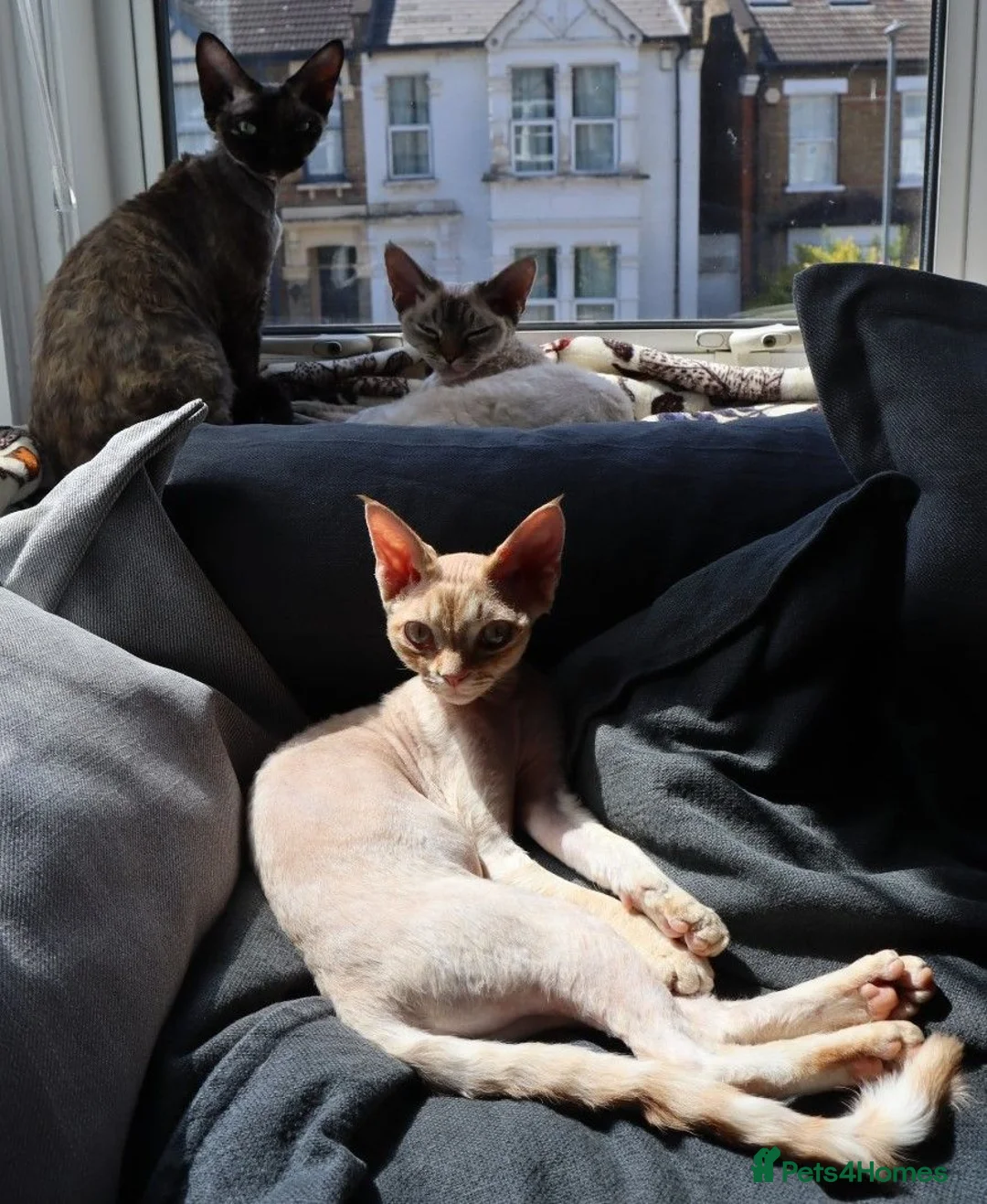 Devon Rex cats for sale: Beautiful active Red Devon Rex  in London - Advert 2