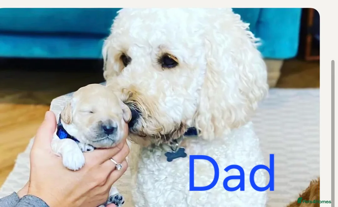 Mini Goldendoodle dogs for sale: Multigeneration Miniature Goldendoodle Puppies in Poole - Advert 2