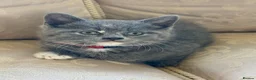 Mixed Breed cats for sale: British Blue cross kittens  - Advert 7