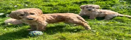Goldendoodle dogs for sale: Stunning Goldendoodle Puppies - Advert 9