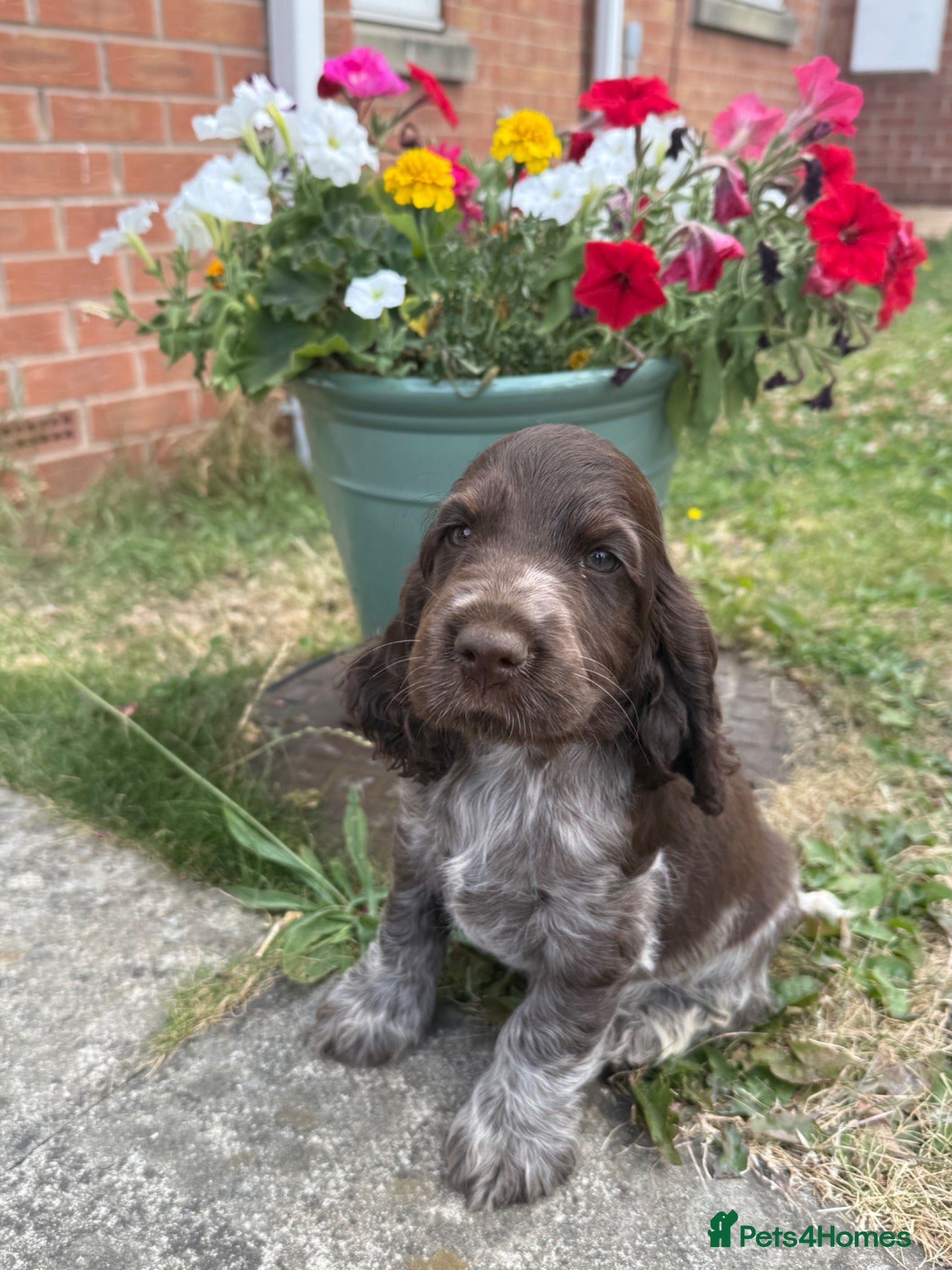 Cocker Spaniel dogs Amazing KC registered Show cocker spaniels - Advert 1