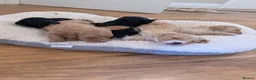 Mixed Breed dogs for sale: Sheepadoddle Puppies - Advert 3