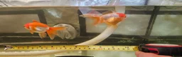 Fancy Goldfish fish for sale: Two Fancy Goldfish in Stroud - Advert 4