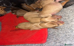 Miniature Dachshund dogs for sale: Miniature Dachshund Puppies - Image 14