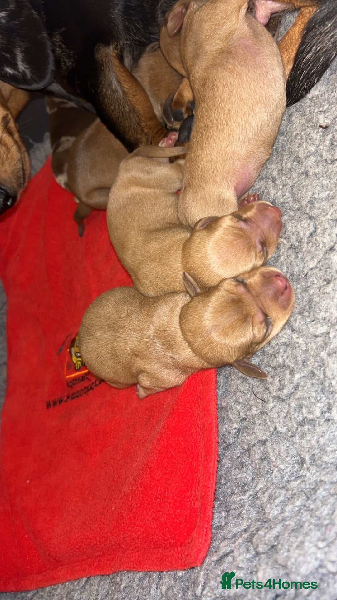 Miniature Dachshund dogs for sale: Miniature Dachshund Puppies - Image 14