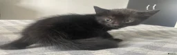 Mixed Breed cats for sale: kittens  in Witham - Advert 5