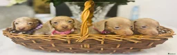Miniature Dachshund dogs for sale: True miniature Daschound  - Advert 8
