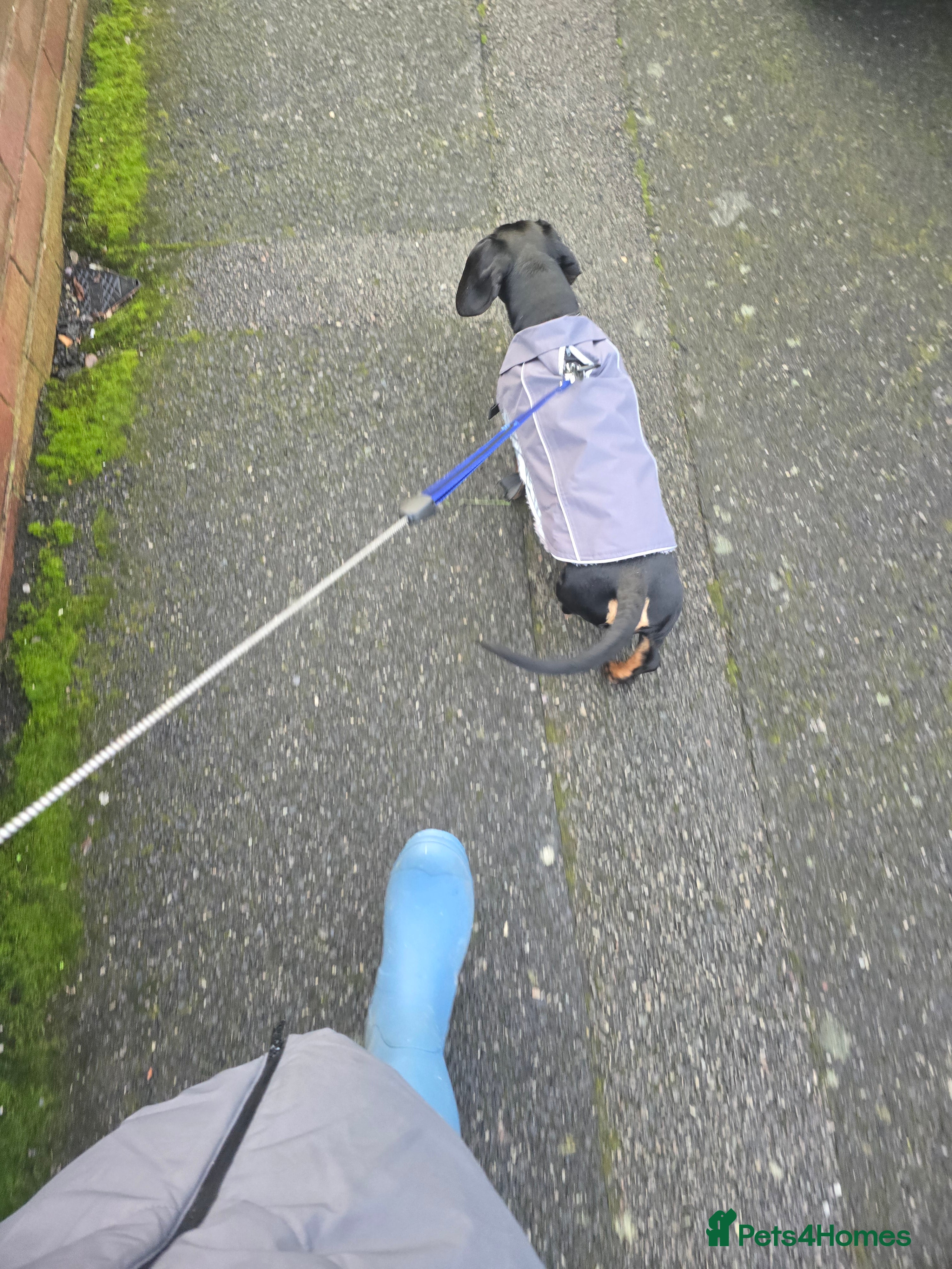 Dachshund dogs Male 1 year old dachsund  - Advert 1