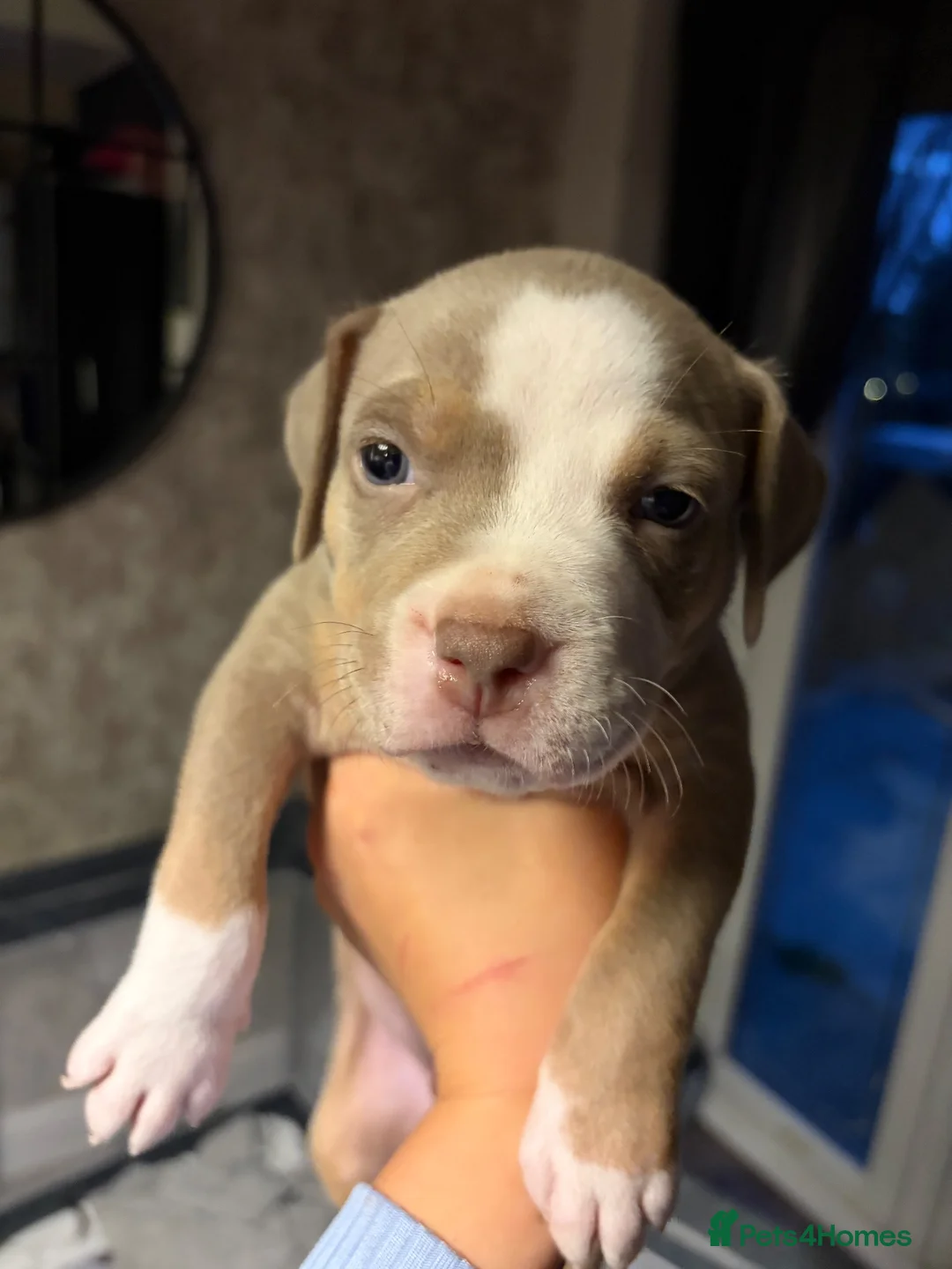 American Bulldog dogs for sale: Last male American bulldog  - Advert 1