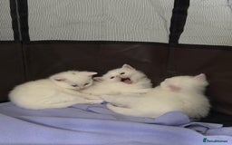 Mixed Breed cats for sale: 3 beautiful kittens available  - Advert 7