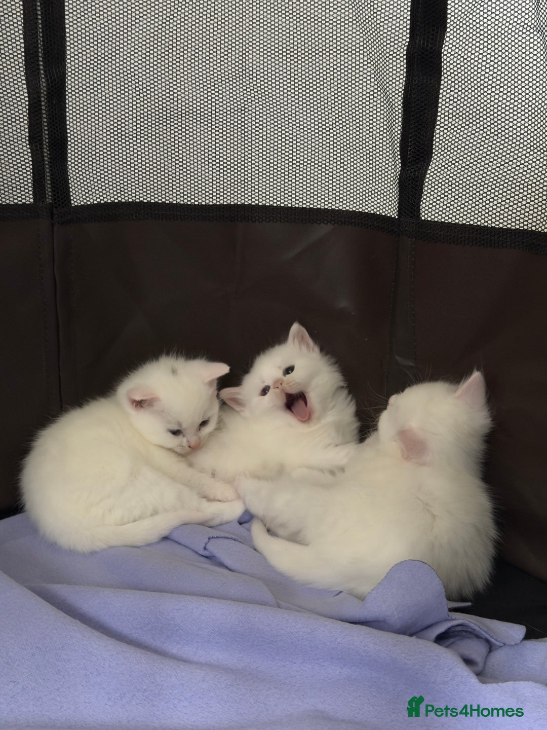 Mixed Breed cats for sale: 3 beautiful kittens available  - Advert 7