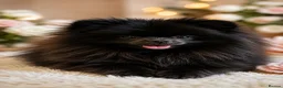 Pomeranian dogs for sale: TRUE POMERANIAN PUPPIES  - Advert 4