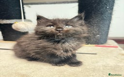 Maine Coon cats for sale:  Maine Coon Kittens Looking for Loving Homes 🐾 - Image 10