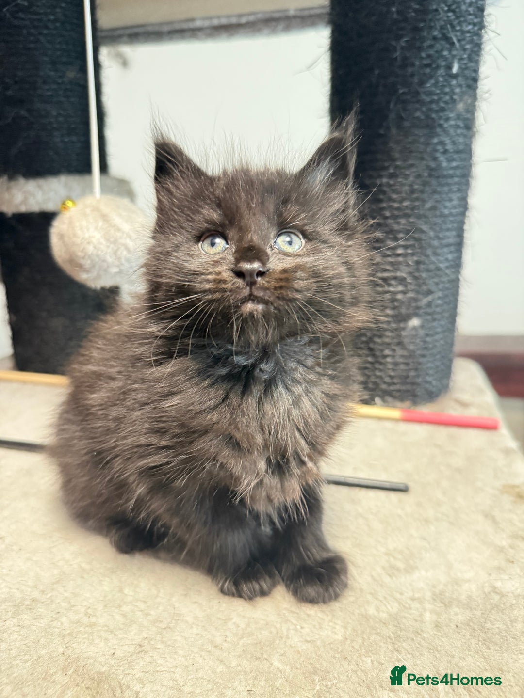Maine Coon cats for sale:  Maine Coon Kittens Looking for Loving Homes 🐾 - Image 10