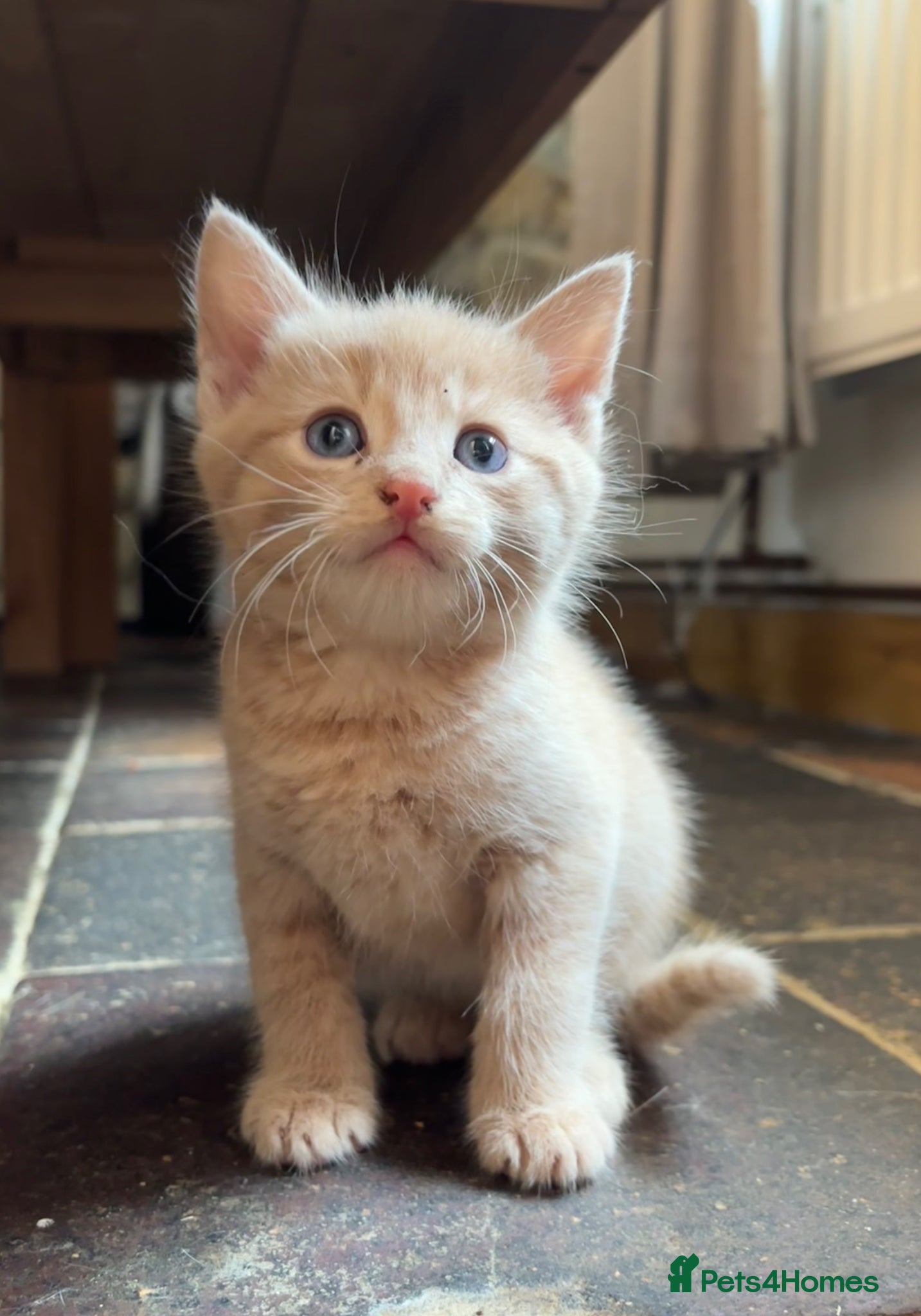 Mixed Breed cats 💕CREAM & TORTI only  Remaining  - Advert 24