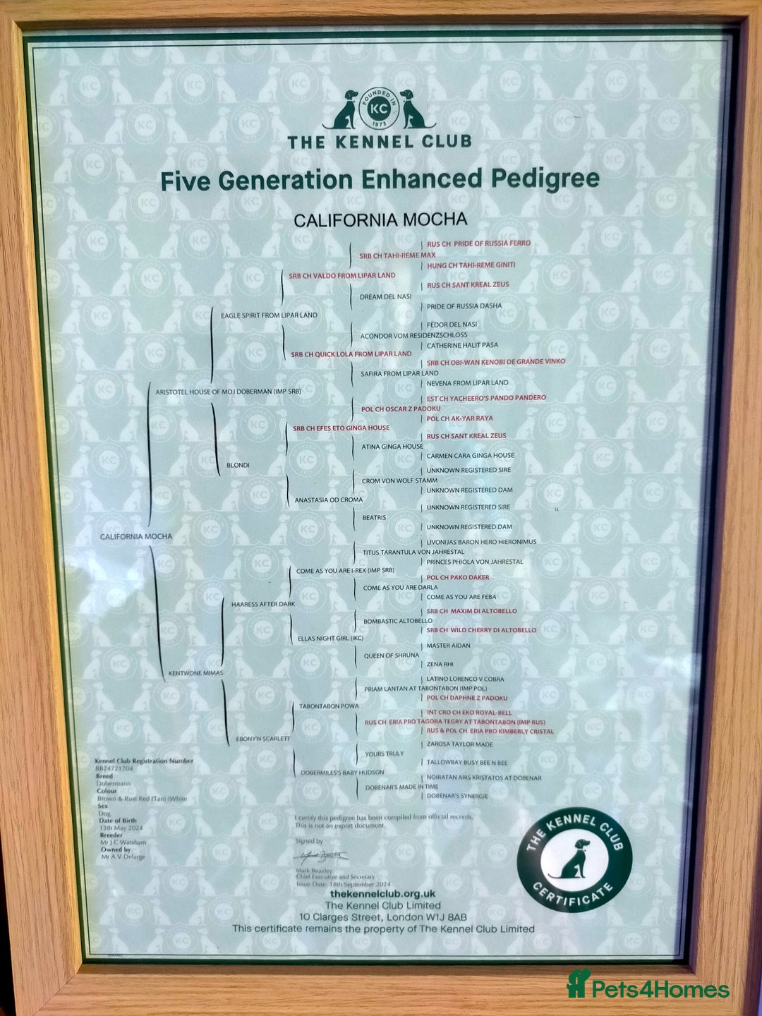 Dobermann dogs for sale: Dobermann puppies - Advert 22