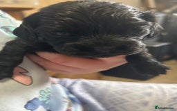 Cockalier dogs for sale: Cocker spaniel x Cavalier King Charles ( Cockalier - Advert 10