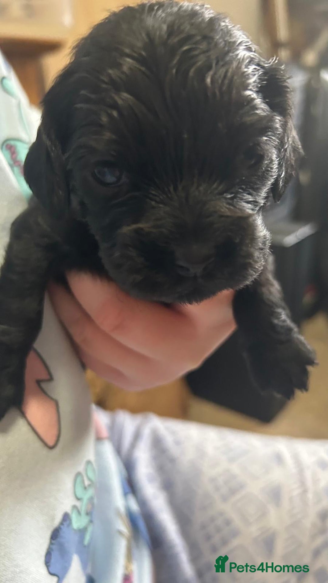 Cockalier dogs for sale: Cocker spaniel x Cavalier King Charles ( Cockalier - Advert 10