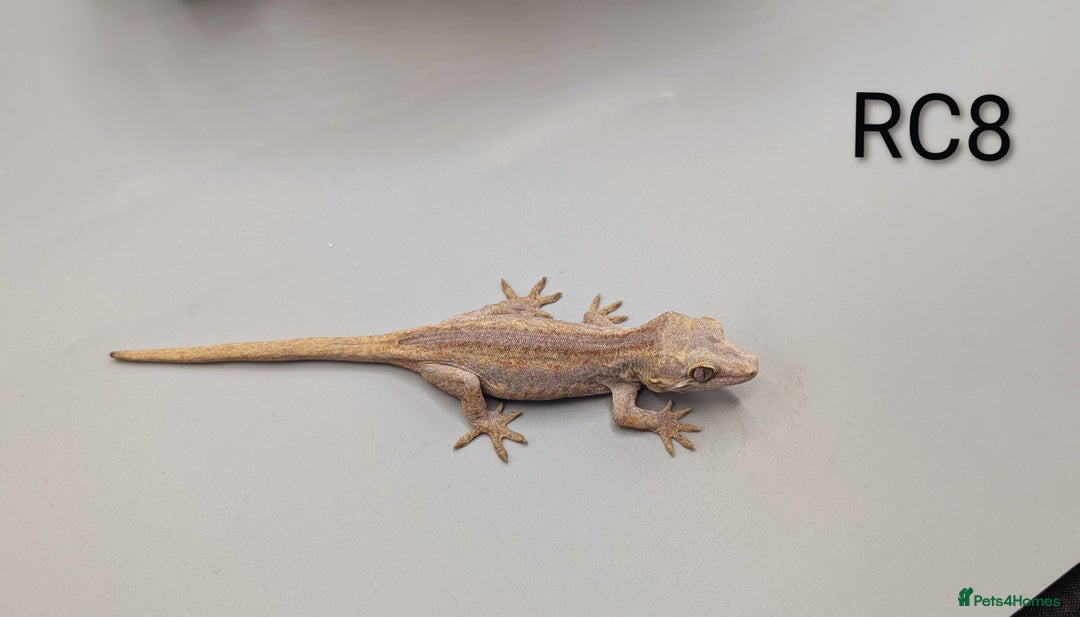 Gecko reptiles for sale: Red Base Red Stripe Gargoyle Gecko  - Image 7