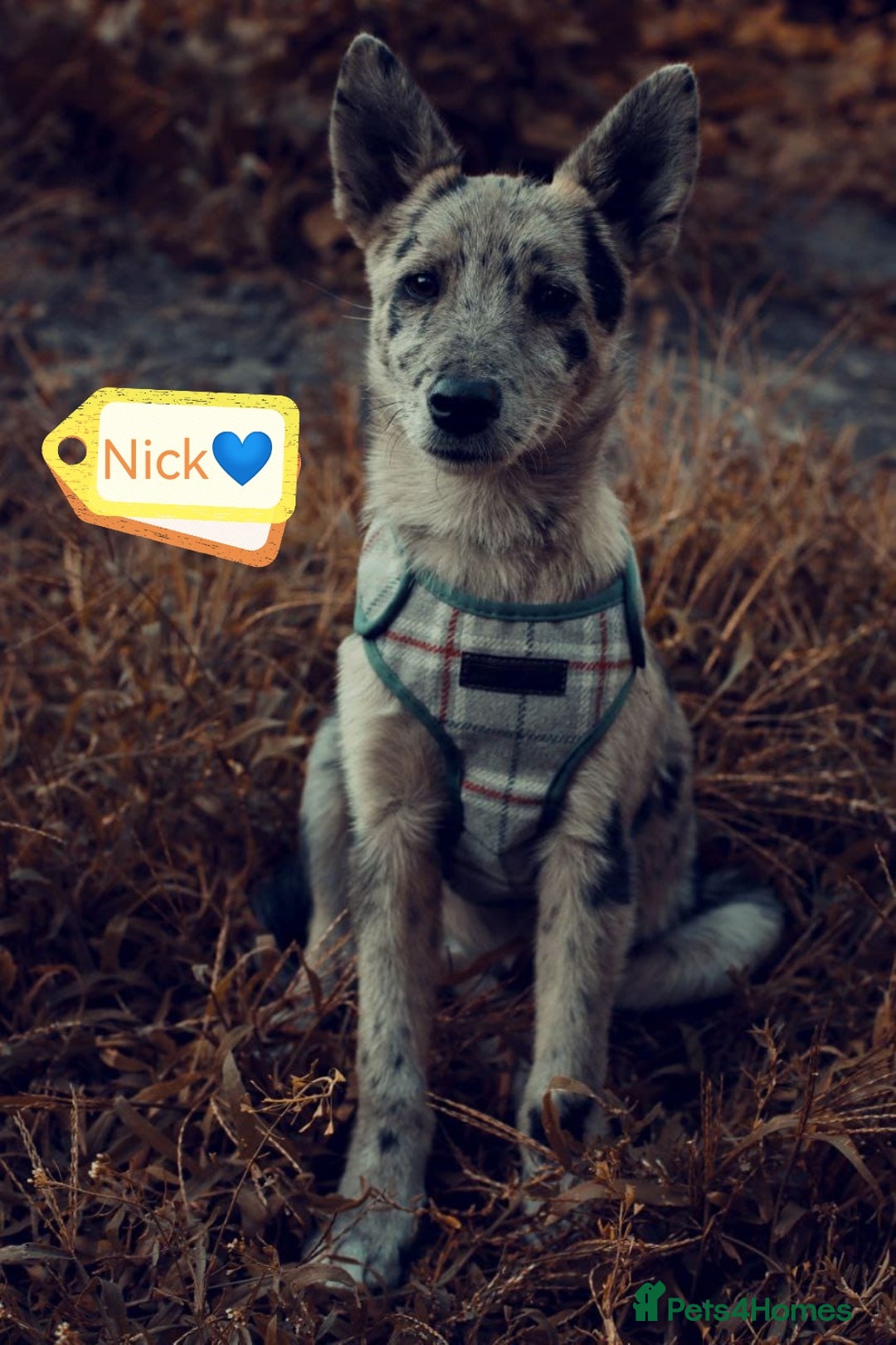 Mixed Breed dogs for adoption: 💙🐶 NICK AND MAILY 🐶💖 - Image 7