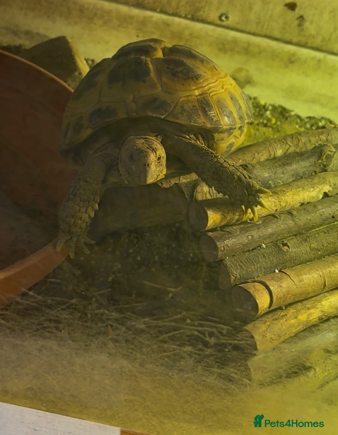 Turtle reptiles Turtle - Advert 6