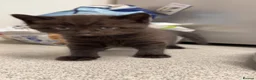 Scottish Fold cats for sale: Beautiful Scottish Straight kittens - Advert 7