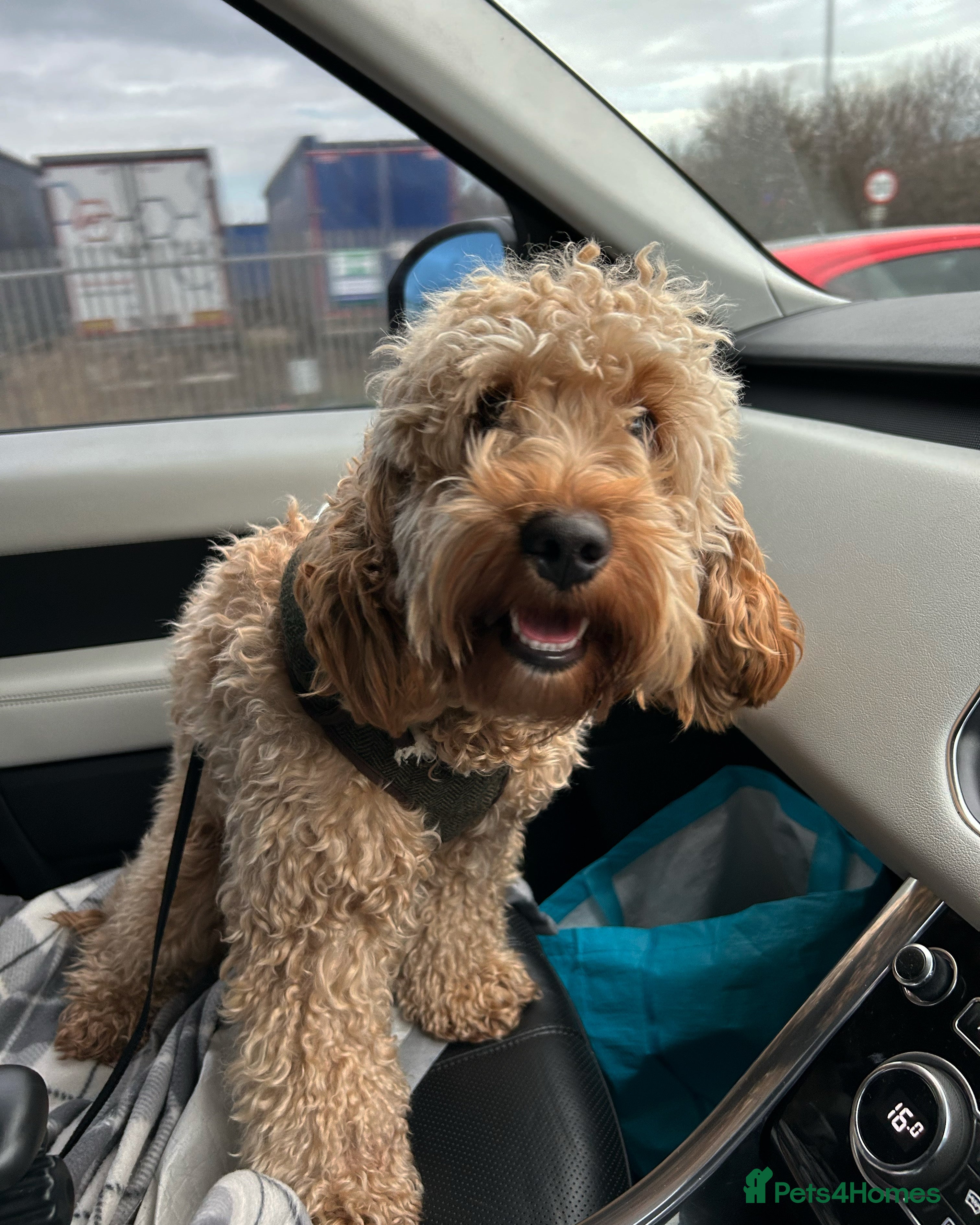 Cockapoo dogs Cockapoo *PLEASE READ BELOW* - Advert 1